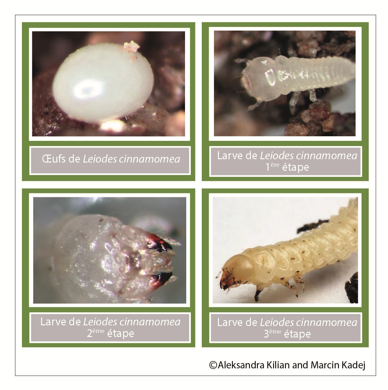 ciclo de vida de Leiodes cinnamomea